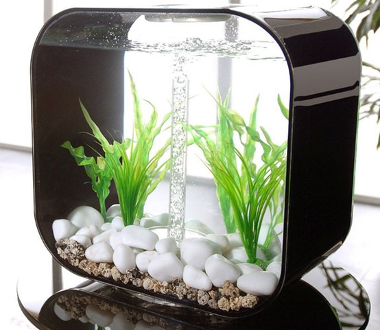 an ultra-modern sleek black aquarium with pebbles, rocks and greenery and no fish is a cool decor feature