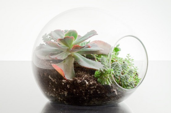 Armadillo Terrarium