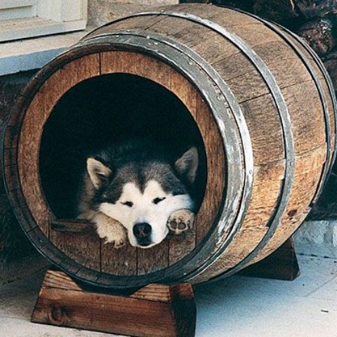 a barrel transformed into an outdoor dog bed is a fun idea for a vineyard or a simple rustic backyard and your dog can hide there anytime
