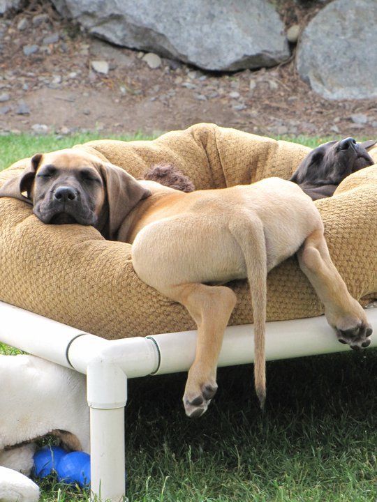 a large outdoor dog bed built of pipes, with an oversized cushion and a couple of dogs already sleeping in