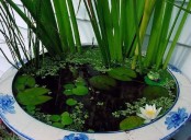 a floral print white and blue porcealin bowl with lots of greenery and water lilies looks catchy and romantic