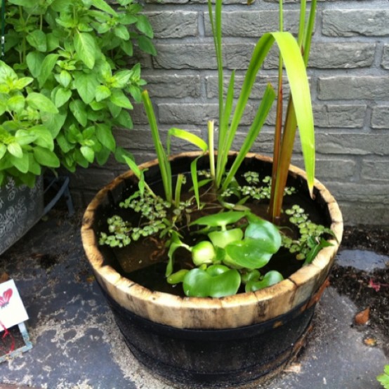 an old barrel with water plants is a simple and rustic decor idea for outdoors