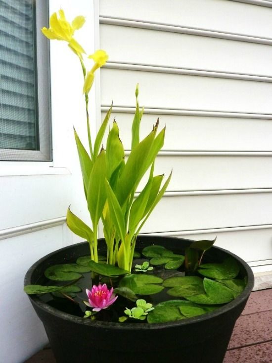 a mini pond of a black plastic bowl with greenery and water lilies is a stylish modern decor idea for outdoors