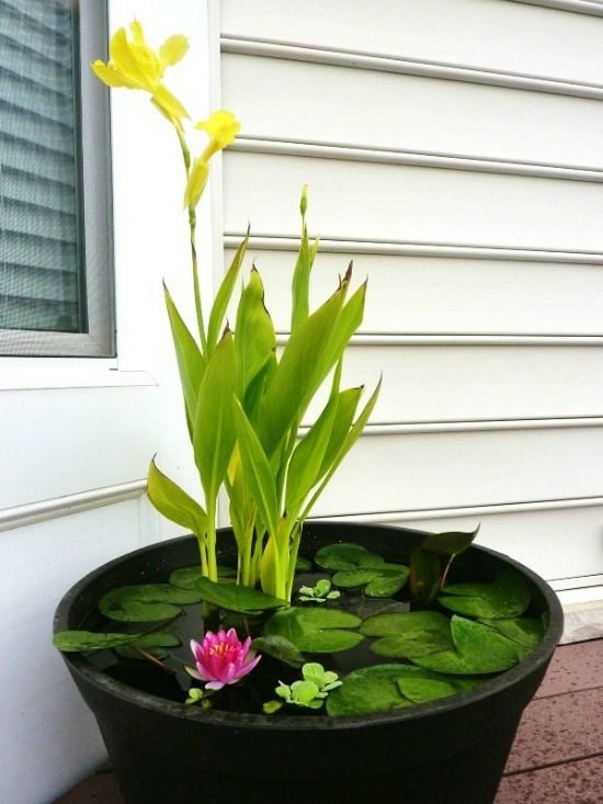 56 Awesome Mini Ponds To Complete Your Outdoor Décor DigsDigs