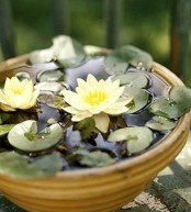 a small neutral porcelain bowl with floating water lilies is a lovely idea of a mini pond to try