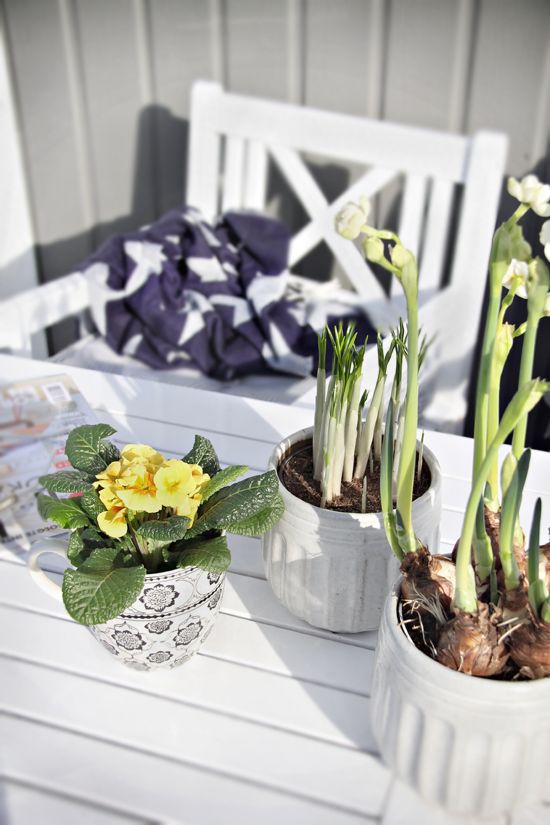 spring bulbs in pots and fresh blooms in a pot will make any space feel more like spring