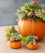 orange pumpkins with succulents and air plants are cool fall and Thanksgiving decorations