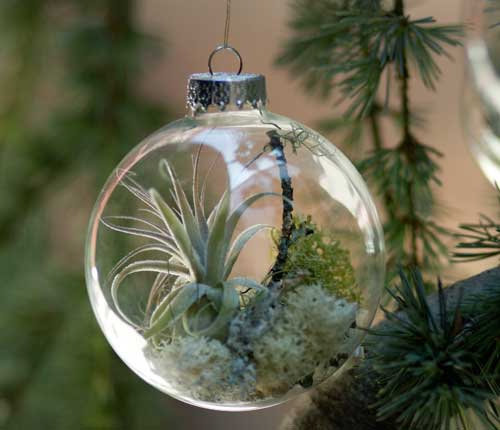 Christmas Tree Ornaments With Living Plants