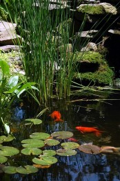 Cool Backyard Ponds