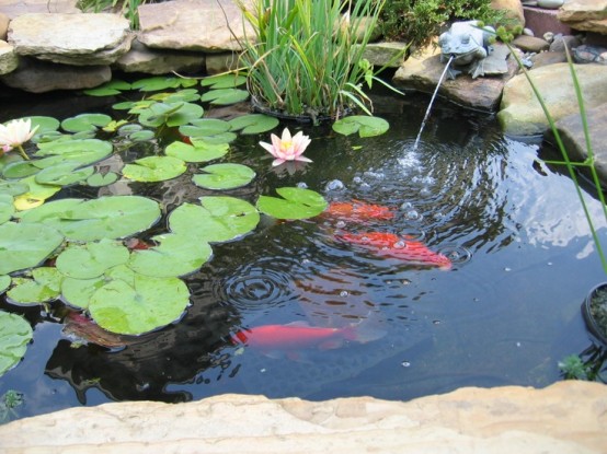 Koi ponds are more complex in construction but they are more rewarding.