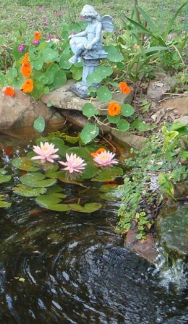Water flowers are easy to grow and look beautiful during the whole season. 