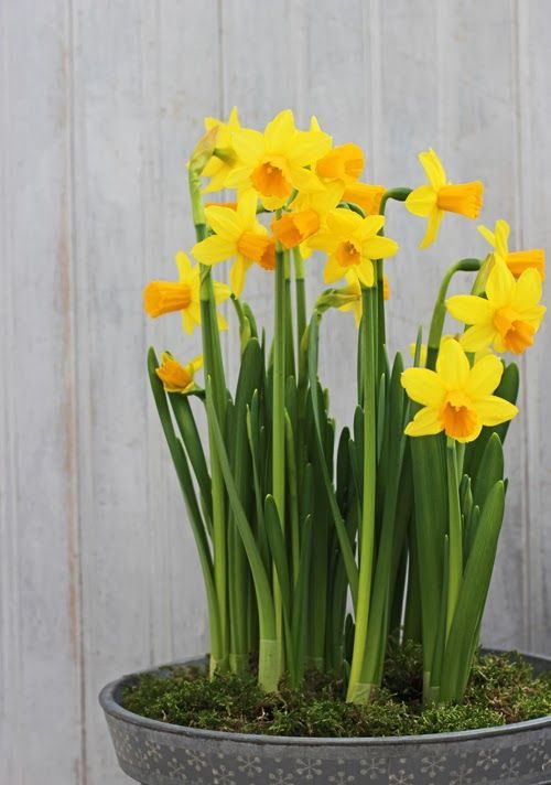 a vintage planter with daffodils and moss on top is a lovely and cool decoration for both indoors and outdoors
