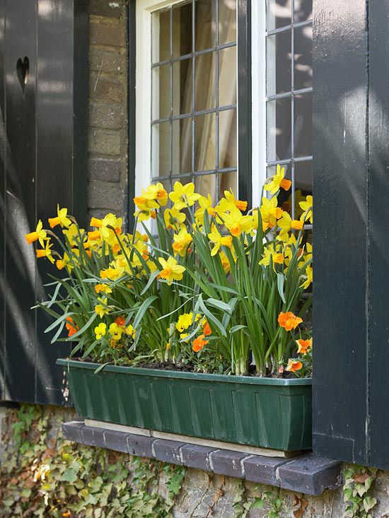 a window box with bright dafffodils is an amazing way to welcome spring outside, too