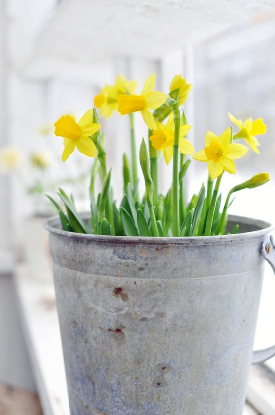 a galvanized bucket with daffodils is a timeless rustic decor idea for indoors and outdoors, it will bring a rustic feel