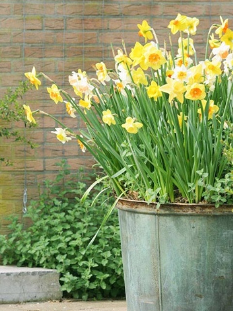 a large galvanized bucket with daffodils is a pretty and easy spring decoration to rock