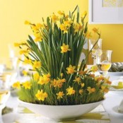 a lovely centerpiece of a bowl with many daffodils is a gorgeous traditional spring centerpiece to rock