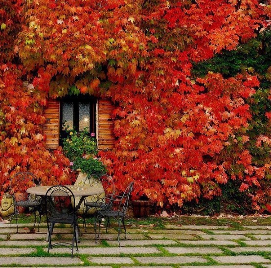 Fall is one of those seasons that makes things beautiful by itself.