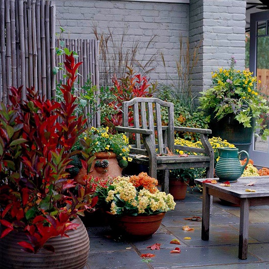 Always think about mixing plants' colors when you choosing them for your patio.