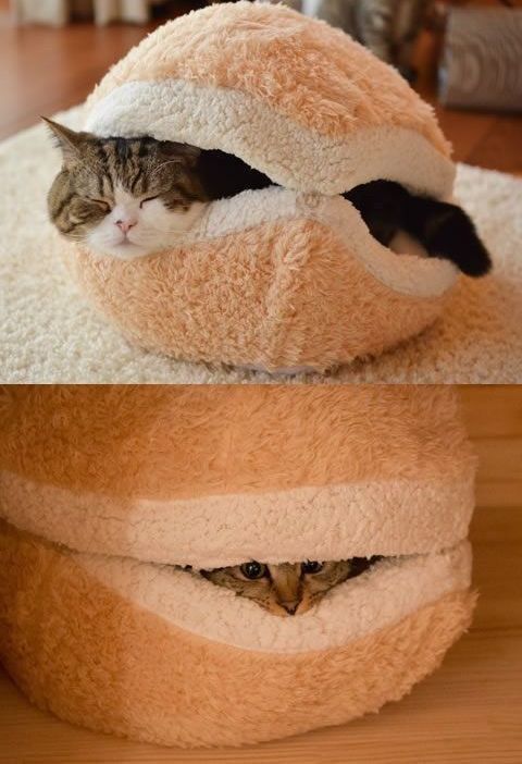 a fun burger cat bed will add a touch of humor to your space and will be a nice retreat to hide in