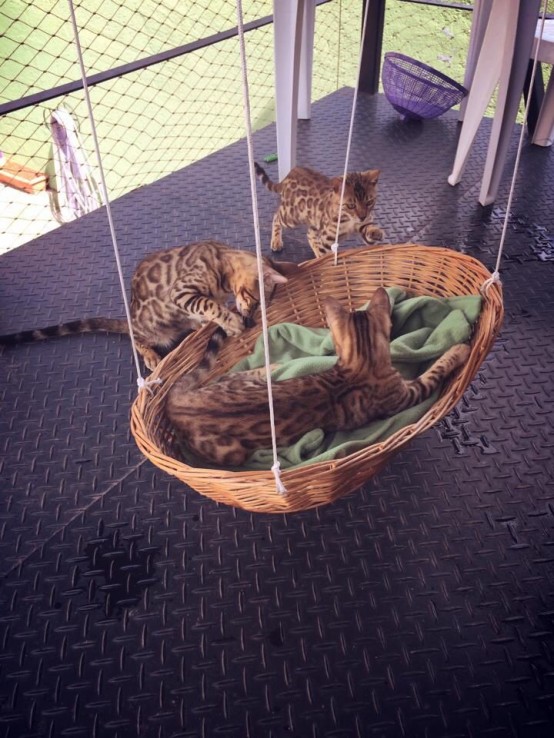 a suspended basket bed for cats is a nice idea for both indoors and outdoors and will add a rustic feel to the space