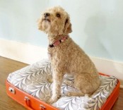 a pet bed made of a bright orange suitcase and a printed cushion is a very easy and very cool DIY for your home