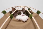 cute-cat-study-house-of-bamboo-and-cloth-4