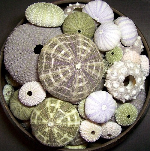 Decorating With Sea Urchins Ideas