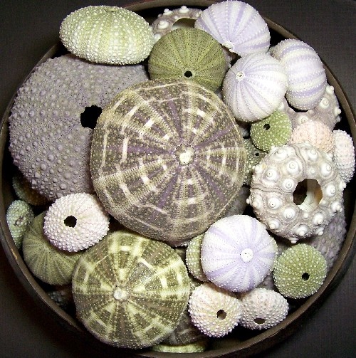 Decorating With Sea Urchins 27 Cool Ideas DigsDigs