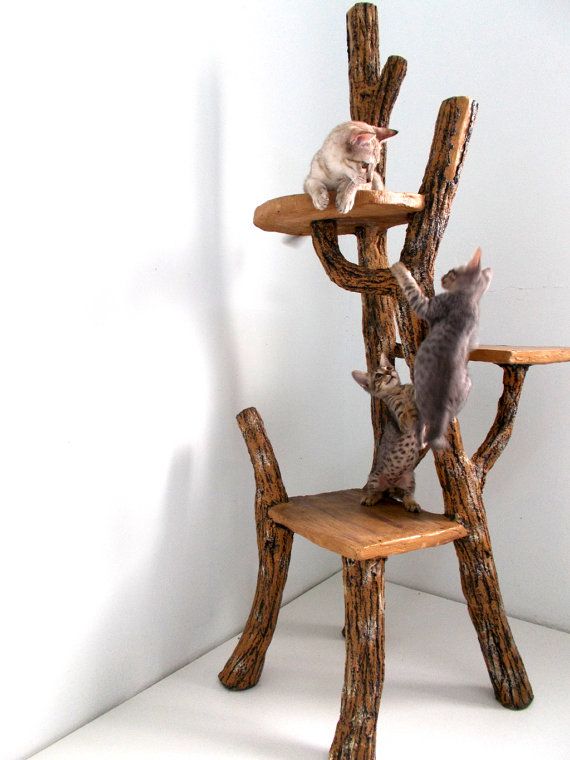 a cat tree made of tree branches and pieces of driftwood is a lovely idea to make your cats have fun and reuse some driftwood giving it a new life