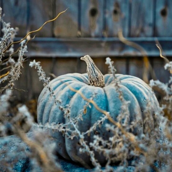 a blue heirloom pumpkin looks all-natural and beautiful and will add an unexpected touch of color to your space