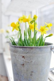 a galvanized bucket with yellow daffodils is a cool idea to rock in a rustic or shabby chic space to make it feel like spring