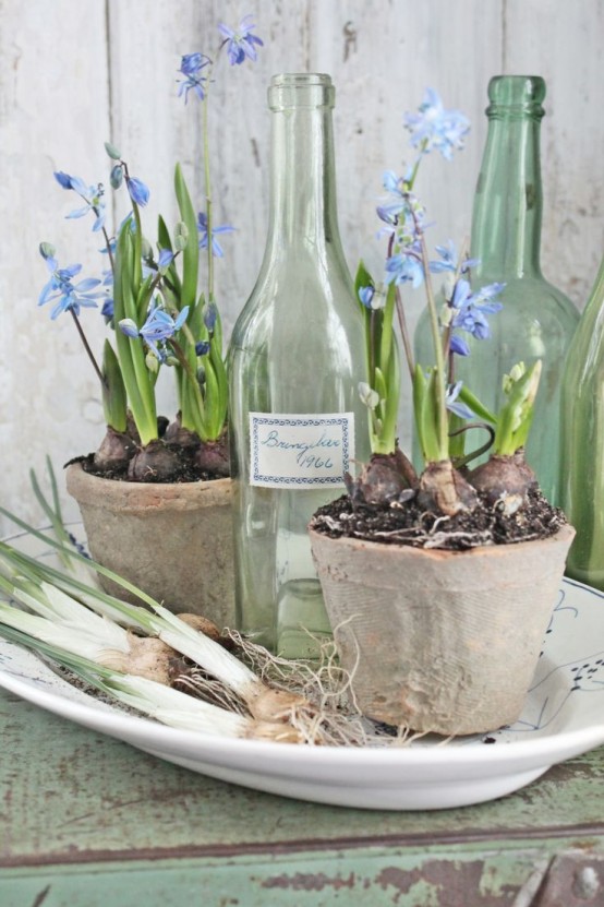 shabby chic planters with blue bulbs placed on a plate and vintage bottles will make your space spring and will match a shabby chic space