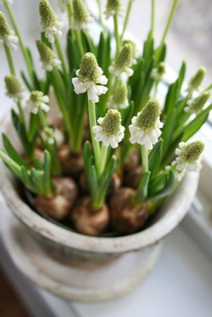 a shabby chic planter on a saucepan and white bulbs is a lovely idea for a spring touch in your rustic or shabby chic space