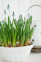 a white bowl with blue bulbs is a gorgeous spring centerpiece or arrangement for indoors or outdoors, it feels like spring