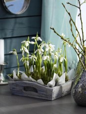 a wooden tray with snowdrops in moss is a very fresh and spring-like decor idea you may want to rock this spring