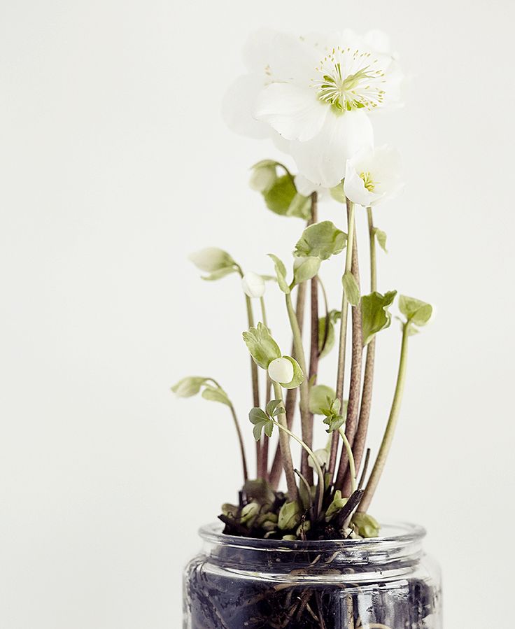 some white blooms planted in a simple clear jar will bring a slight spring feel to any space or to outdoors