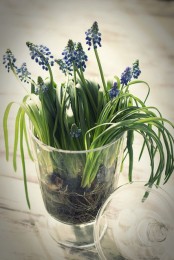 a jar with blue hyacinths is a cool idea as spring bulbs instantly bring a spring feel to the space