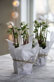 white spring blooms in planters wrapped with paper and secured with twine are a modern to rustic decoration to enjoy