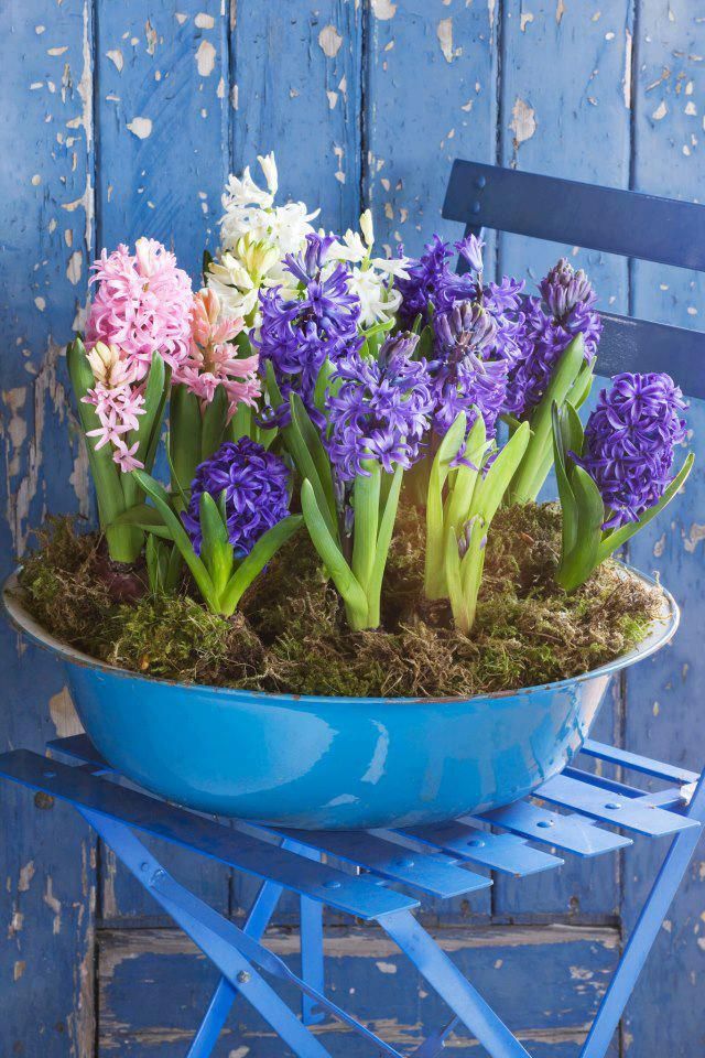 a bright blue galvanized bathtub with white, pink and purple hyacinths and moss is a gorgeous outdoor rustic decoration for spring that will bring much color