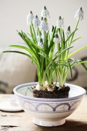 a blue bowl with blue hyacinths is a simple and laconic rustic decoration for spring, outdoors or indoors