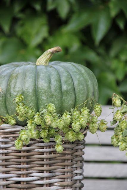 a basket with greenery and a green pumpkin is a lovely rustic centerpiece or decoration for Thanksgiving
