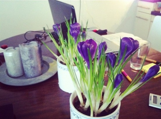 fresh and bright spring bulbs in pots are nice to refresh your working space
