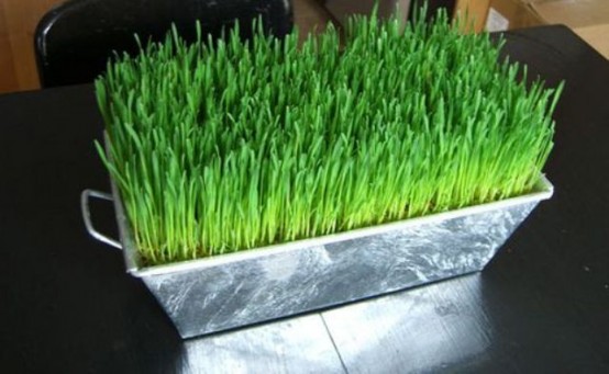 a metal box with wheatgrass is a stylish and bold centerpiece for spring or a lively decoration