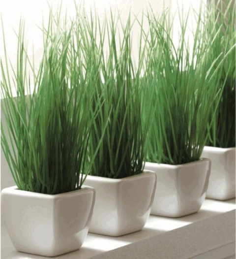 white porcelain planters with wheatgrass are stylish to add a fresh spring feel to the space