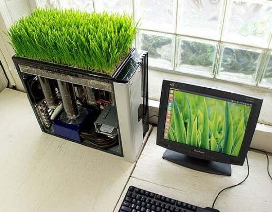 a mini garden with wheatgrass is a stylish idea for a modern spring-like space
