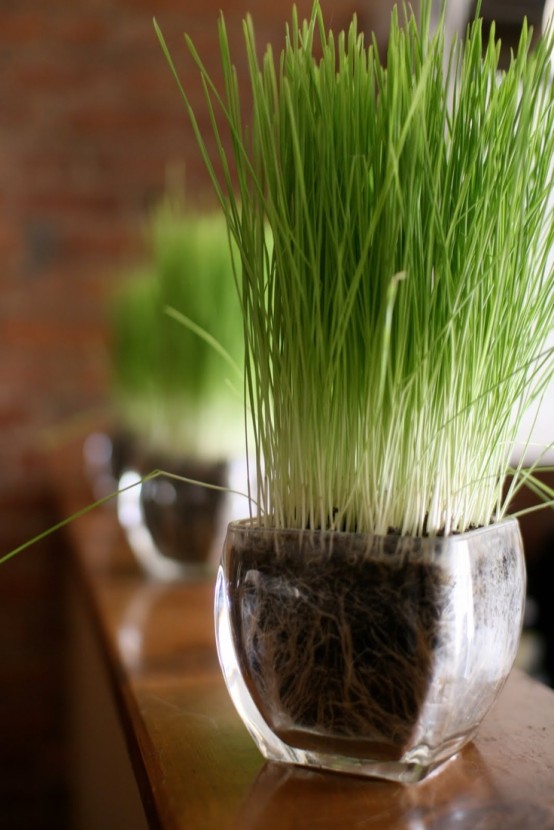 sheer glass vases with wheatgrass are great for fresh spring decor in modern style
