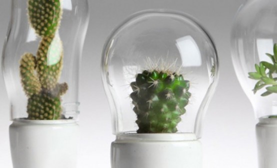Funky Planters For Cactuses With Domes