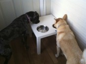 a white IKEA Lack table used as a stand for dogs’ bowls to let tall dogs eat and drink comfortably and avoid any food on the floor