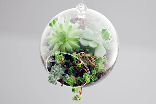 Mini Terrariums To Decorate Your Indoor Space by Botany Factory