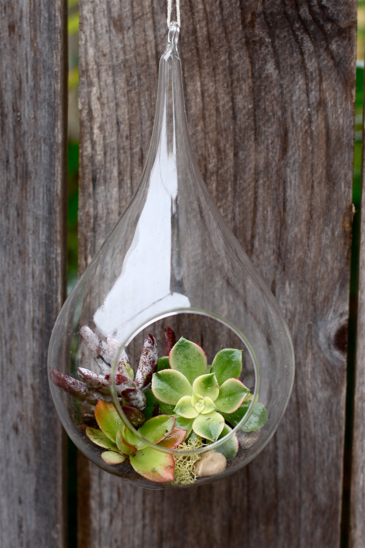 a suspended glass planter with moss and hay is a stylish and creative idea to rock for your space
